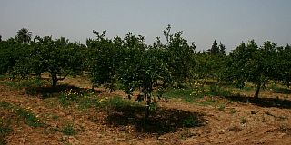 Lemon trees demonstration plot - Souhil - Tunisia